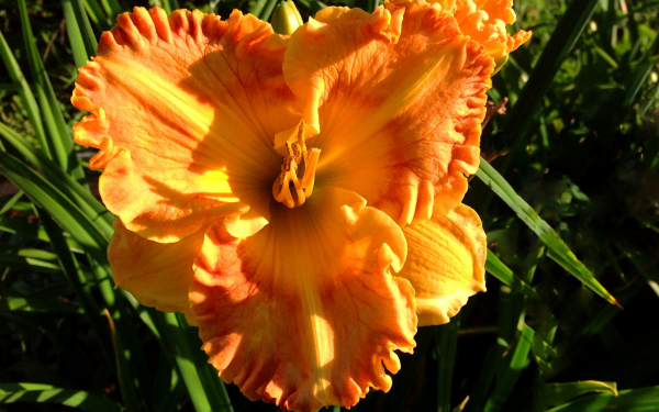 Лилейник Апельсин Нассау