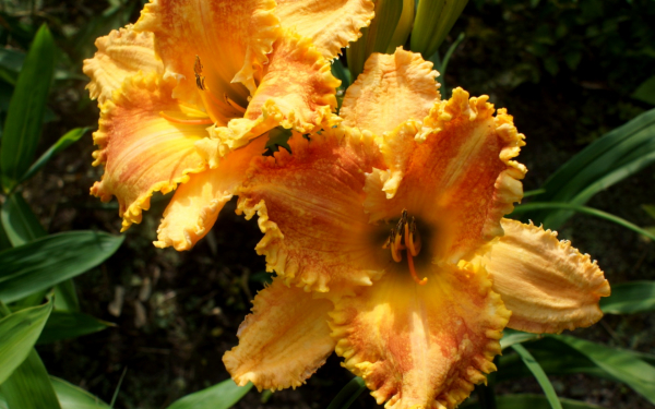 Лилейник Бас Гибсон