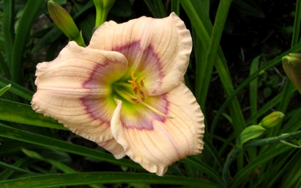 Лилейник Дэвид Киргхоф