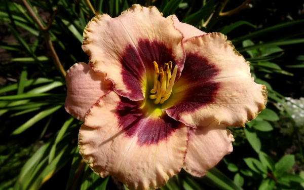 Лилейник Дэйринг Дисепшн