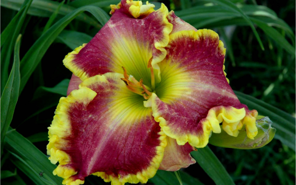 Лилейник Зачарованная весна