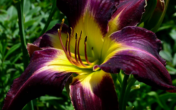 Лилейник Камерун Ночь