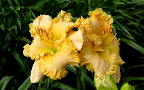 Лилейник Королвская золотая корона