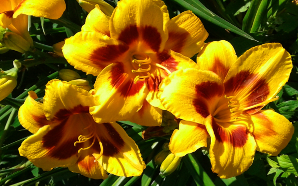 Лилейник Лонгфилдс Икс Фактор