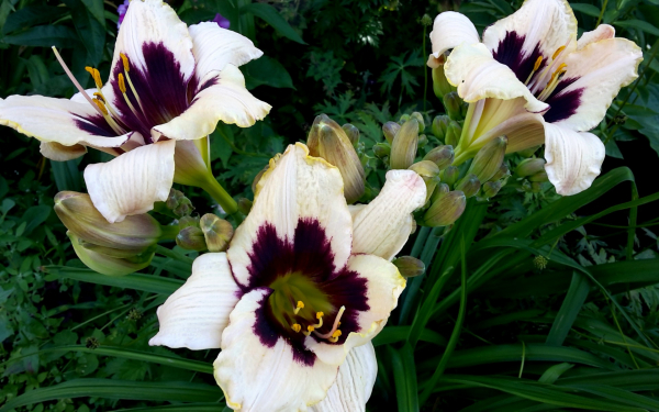 Лилейник Лунный Маскарад