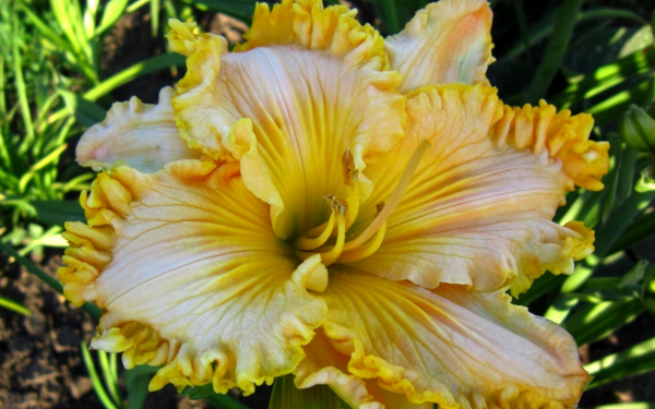 Лилейник Майк Лонго