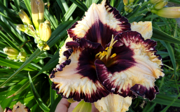 Лилейник Мусака