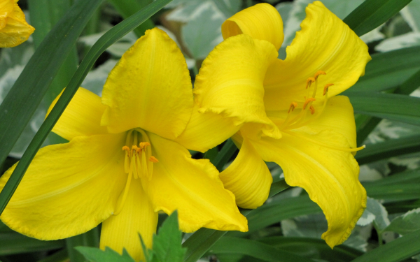 Лилейник Мэри Тодд