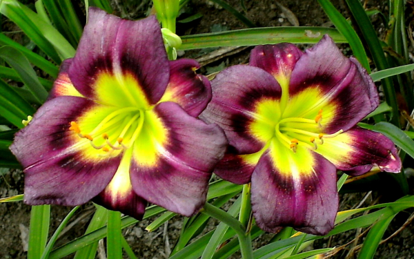 Лилейник Найт Бекон