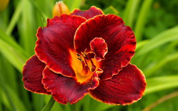 Лилейник Найт Эмберс