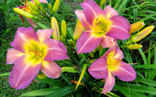 Лилейник Нил Крейн