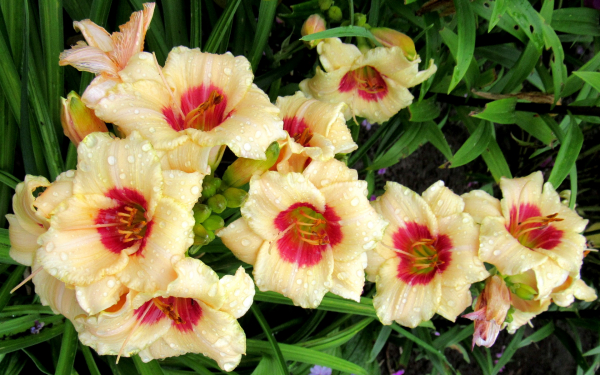 Лилейник Пандорас Бокс