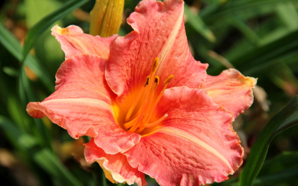 Лилейник Претти Фэнси