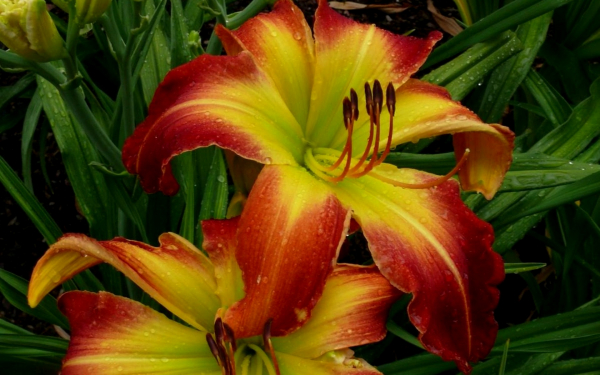 Лилейник Ред Скелетонс