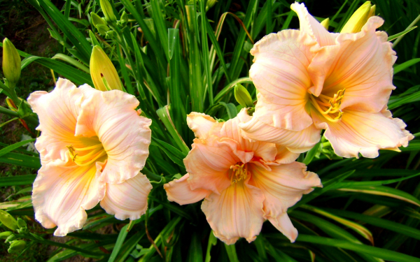 Лилейник Розовый хвост феи