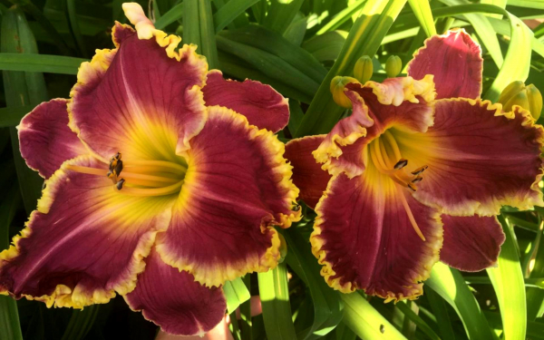 Лилейник Розуита