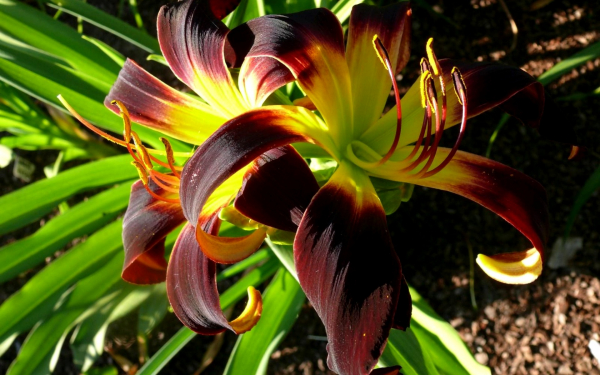 Лилейник Ролин Рэвен