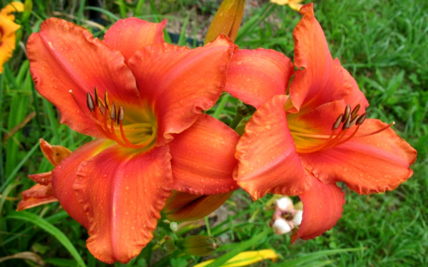 Лилейник Саут Сиз