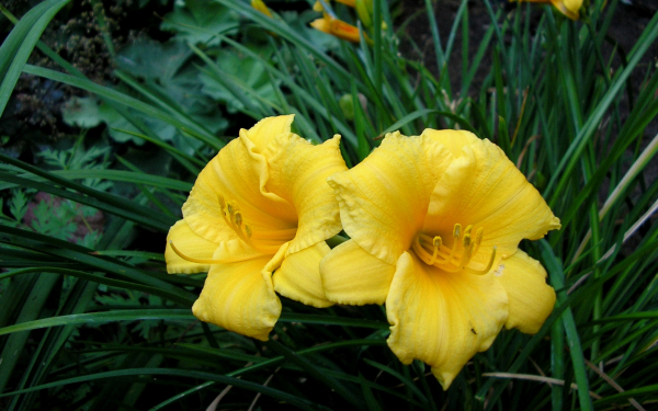 Лилейник Стелла Де Оро