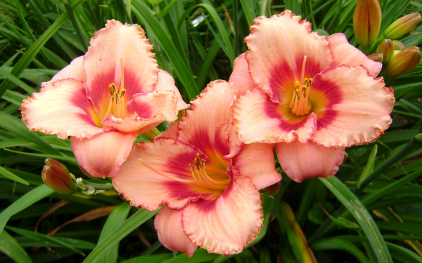 Лилейник Строуберри Кэнди