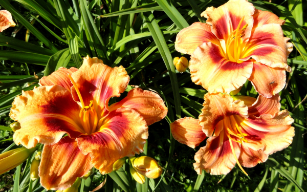 Лилейник Тайгер