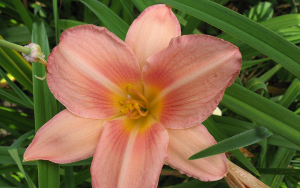 Лилейник Целующаяся бабочка