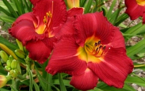 Лилейник Чарльз Джонсон