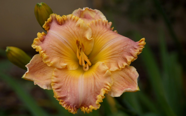 Лилейник гибридный Спейскост Старбраст