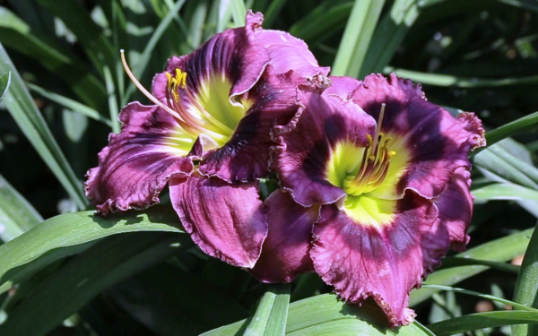 Лилейник фиолетовый