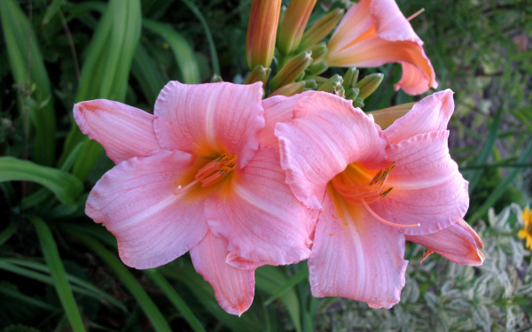 Розовый лилейник