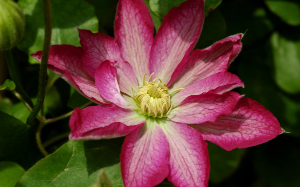 Клематис Асао