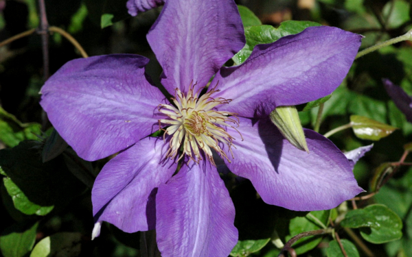 Клематис Аскосиентис