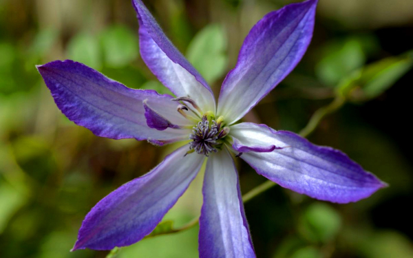 Клематис Астра Нова