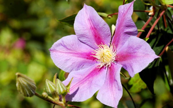 Клематис Барбара Джекман