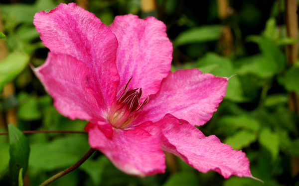 Клематис Барбара