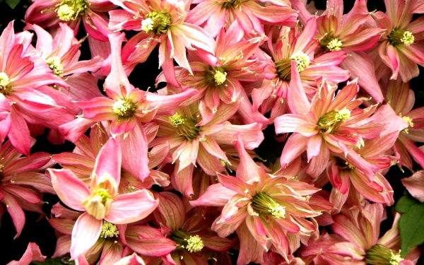 Клематис Браутон Стар