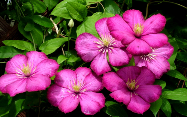 Клематис Виль-де-Лион