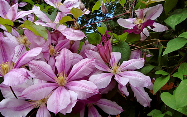 Клематис Генерал Сикорски