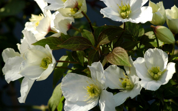 Клематис Грандифлора