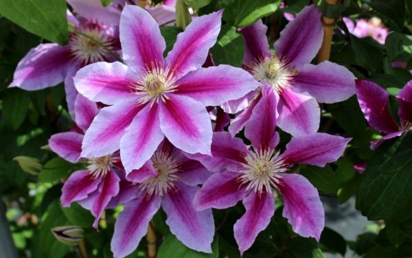 Клематис Доктор Руппель