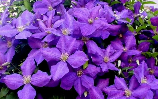 Клематис Жакмана