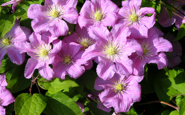 Клематис Комтесс Де Бушо