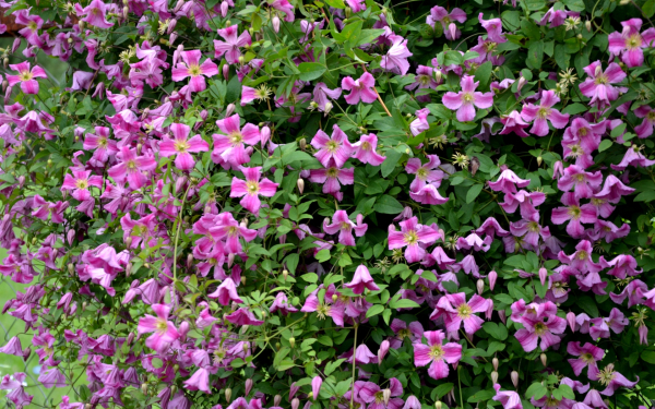 Клематис Краковяк