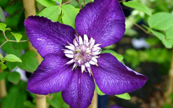 Клематис Ломонос