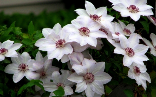 Клематис Мисс Бейтман