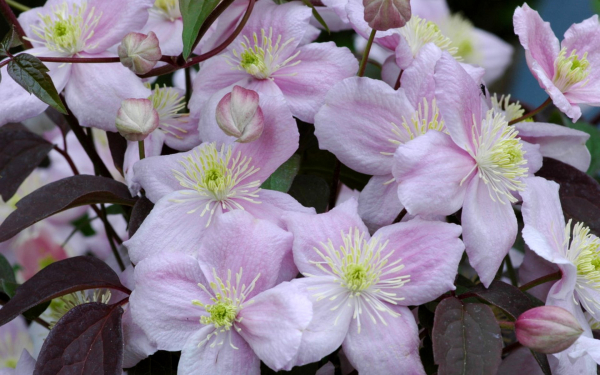 Клематис Монтана Майлин