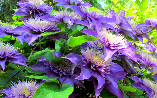 Клематис Мульти Блю
