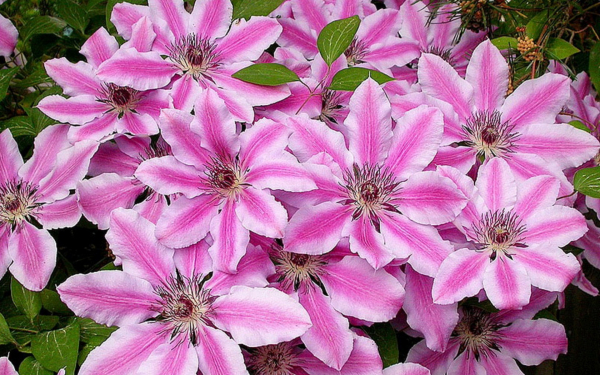 Клематис Нелли Мозер