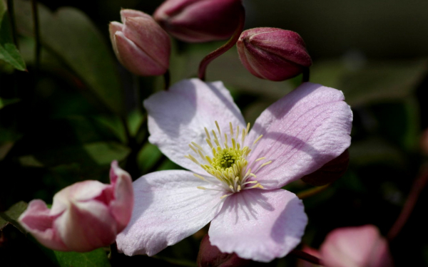 Клематис Новый Рассвет
