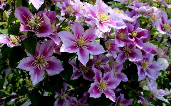 Клематис Пиилу